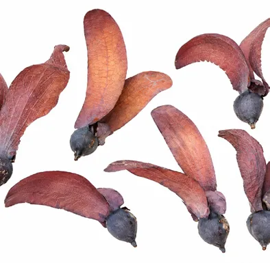 Dipterocarpus indicus fruit / seeds