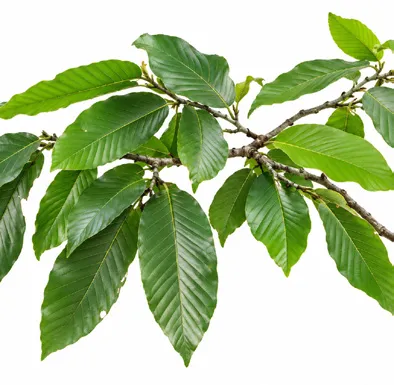 Dipterocarpus indicus leaves