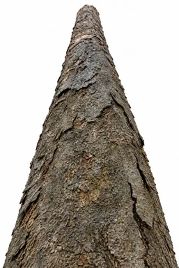 Dysoxylum malabaricum bark