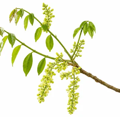 Dysoxylum malabaricum flower