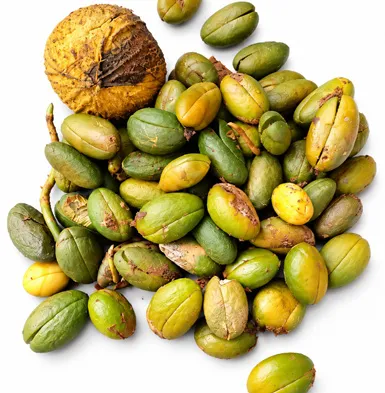 Dysoxylum malabaricum fruit / seeds
