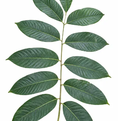 Dysoxylum malabaricum leaves