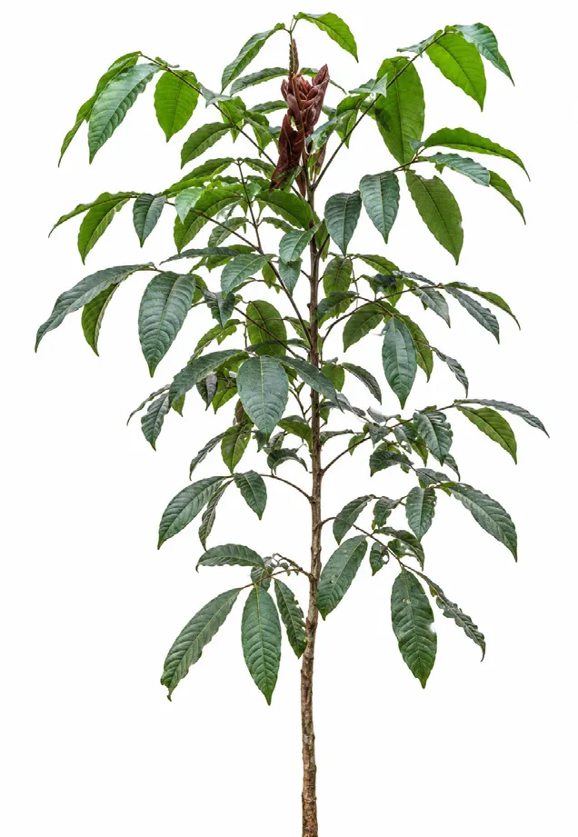 White cedar