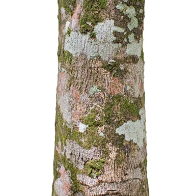 Elaeocarpus serratus bark