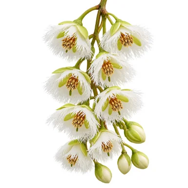 Elaeocarpus serratus flower