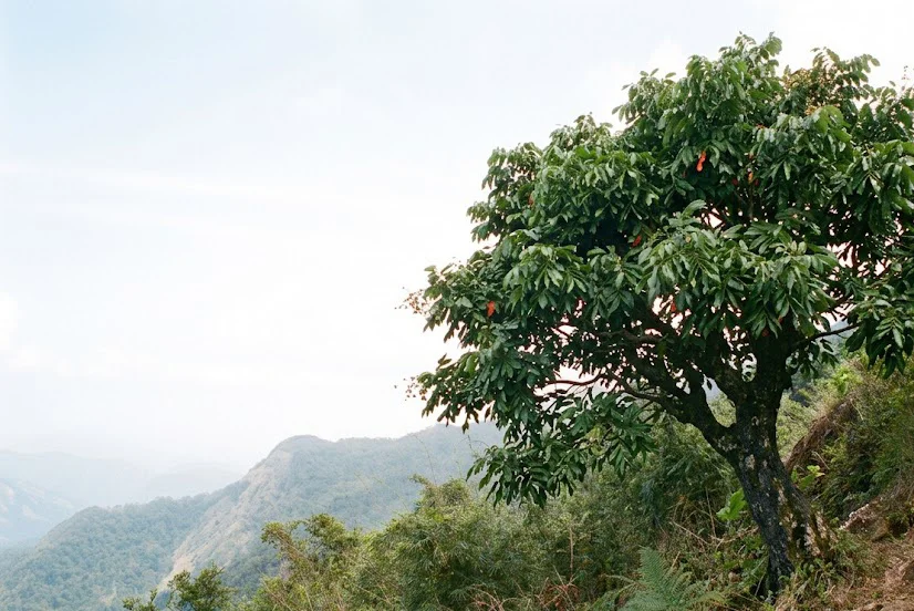 Ceylon Olive