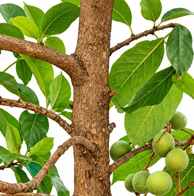 Elaeocarpus sphaericus bark
