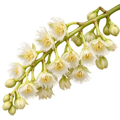 Elaeocarpus sphaericus flower