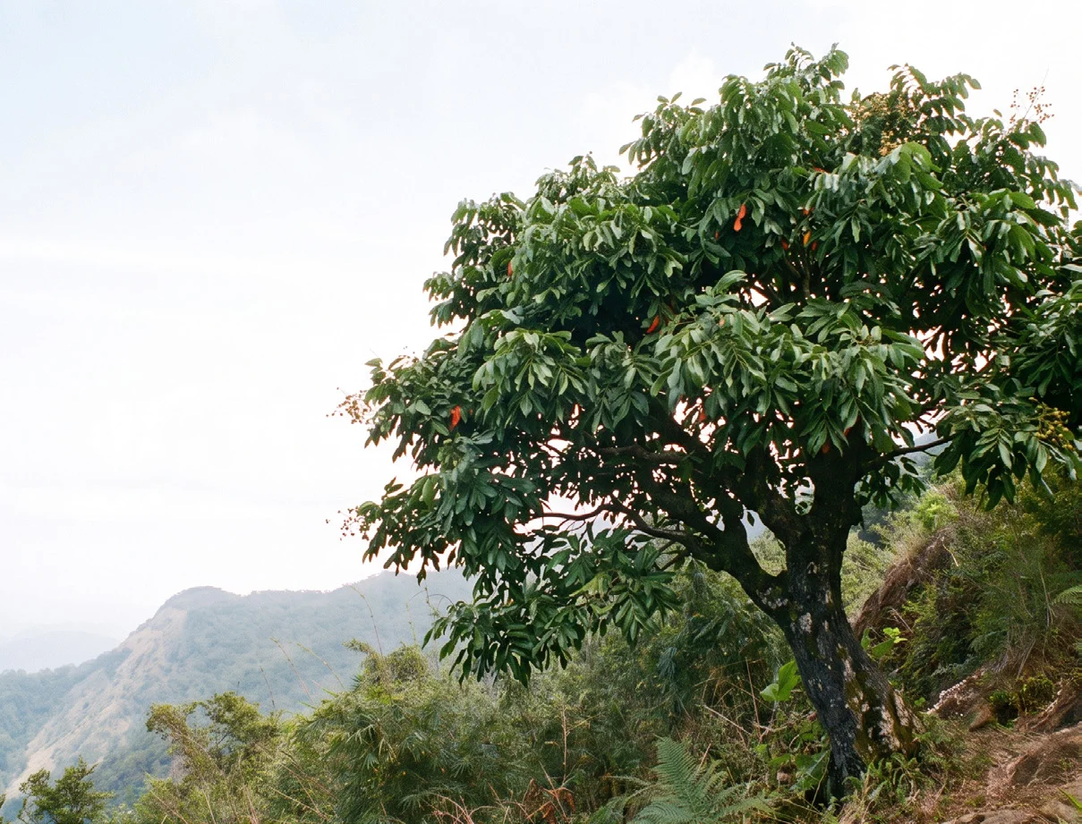 Utrasum-Bead Tree