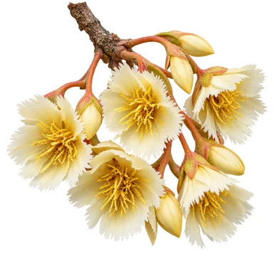 Elaeocarpus tuberculatus flower