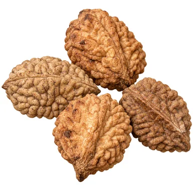 Elaeocarpus tuberculatus fruit / seeds
