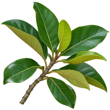 Elaeocarpus tuberculatus leaves