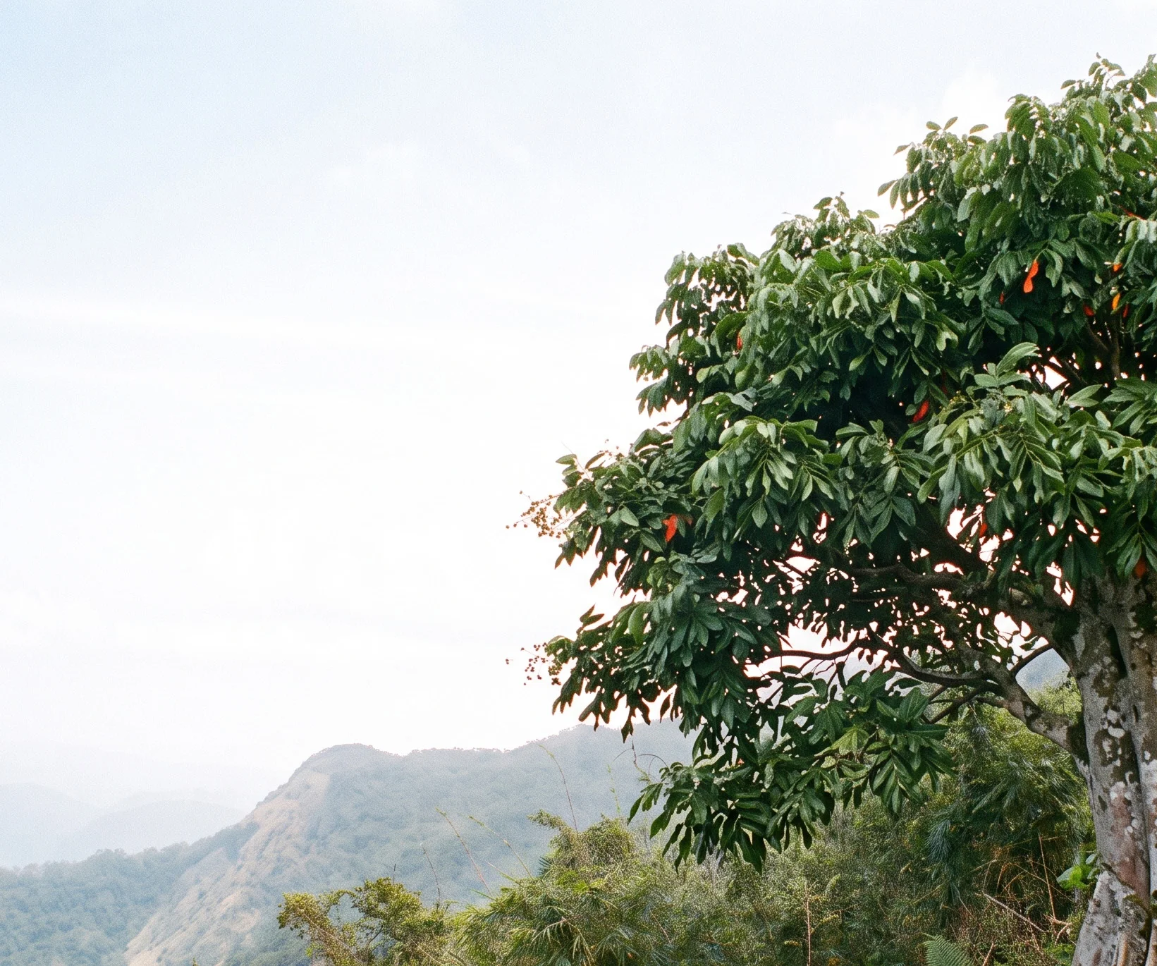 Warty Marble Tree