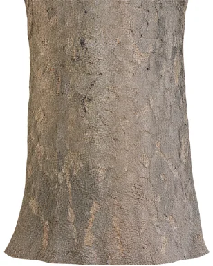 Elaeodendron paniculatum bark