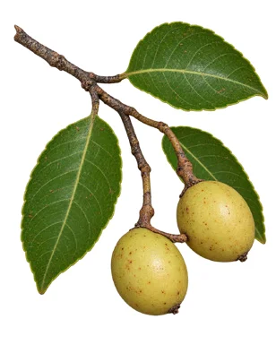 Elaeodendron paniculatum fruit / seeds