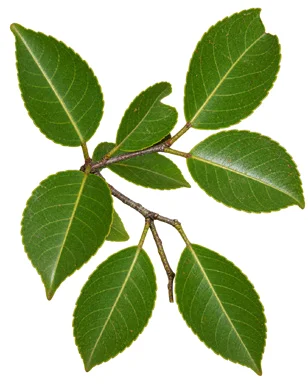 Elaeodendron paniculatum leaves
