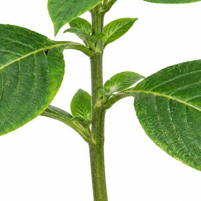 Eranthemum pulchellum bark