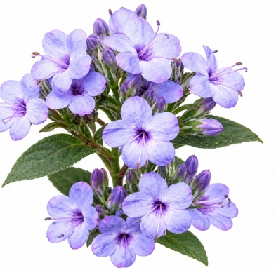 Eranthemum pulchellum flower