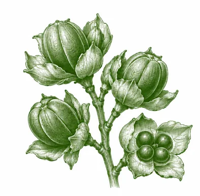 Eranthemum pulchellum fruit / seeds
