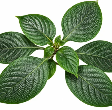 Eranthemum pulchellum leaves