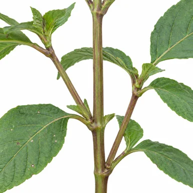 Eranthemum roseum bark