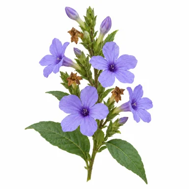 Eranthemum roseum flower