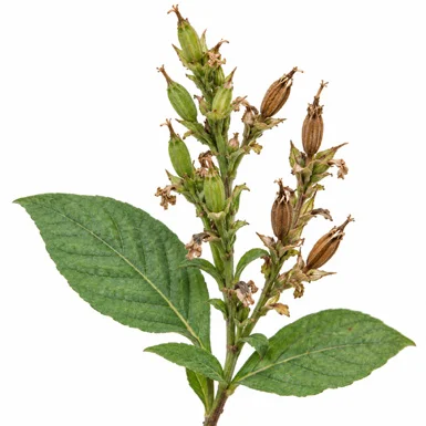 Eranthemum roseum fruit / seeds