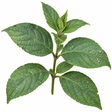 Eranthemum roseum leaves