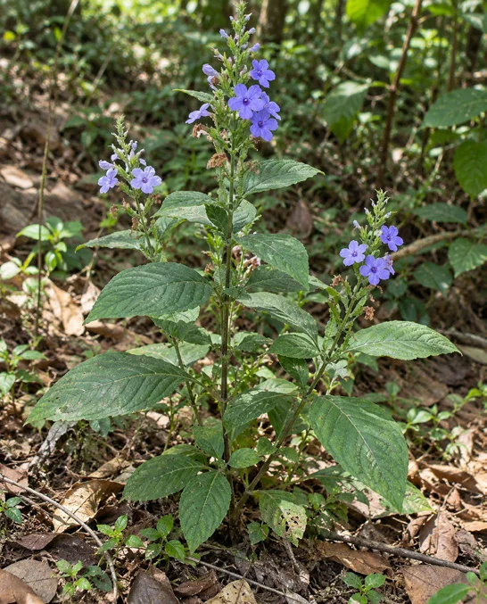 Rosy Eranthemum