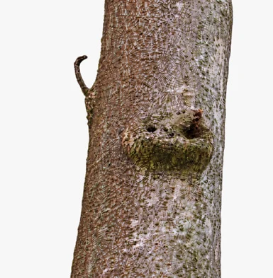 Erinocarpus nimmonii bark