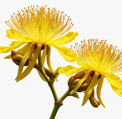 Erinocarpus nimmonii flower