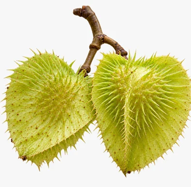 Erinocarpus nimmonii fruit / seeds