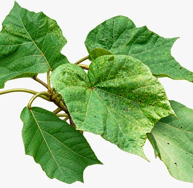 Erinocarpus nimmonii leaves