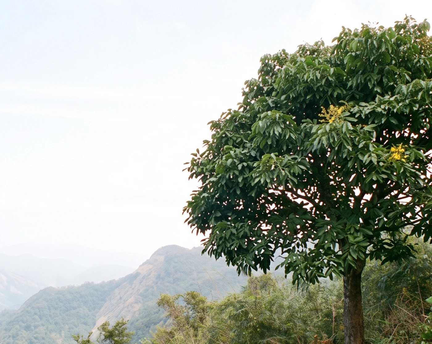 Nimmo’s Erinocarpus