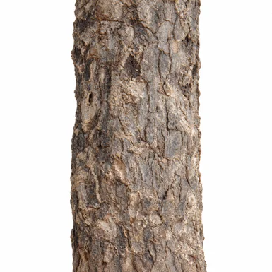 Fernandoa adenophylla bark