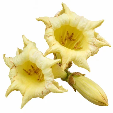 Fernandoa adenophylla flower