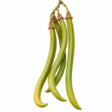 Fernandoa adenophylla fruit / seeds