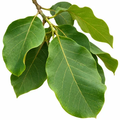 Fernandoa adenophylla leaves