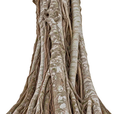 Ficus altissima bark
