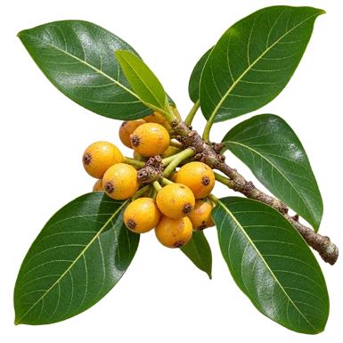Ficus altissima fruit / seeds
