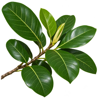Ficus altissima leaves
