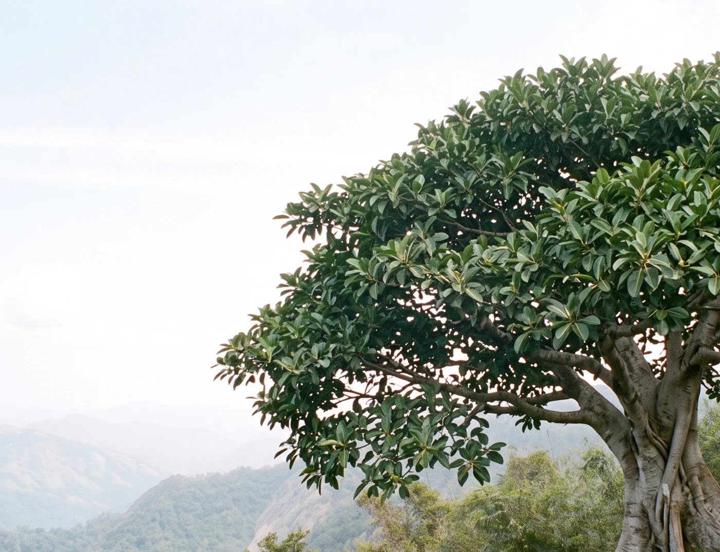 Council Tree