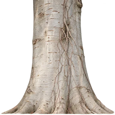 Ficus amplissima bark