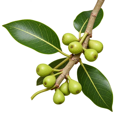 Ficus amplissima fruit / seeds