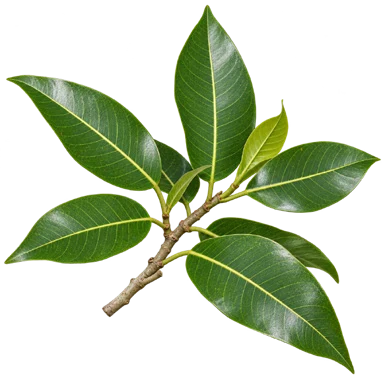 Ficus amplissima leaves