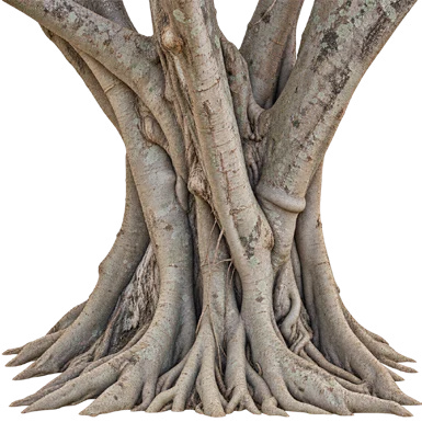 Ficus drupacea bark