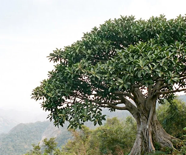 Mysore Fig