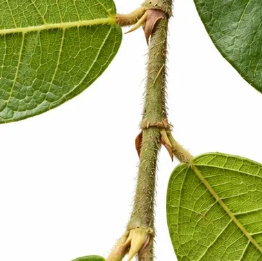 Ficus hederacea bark
