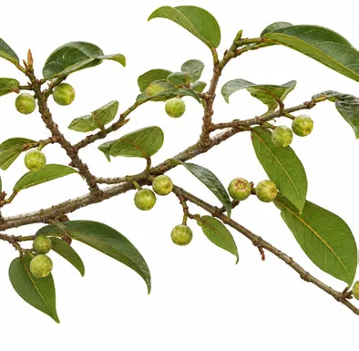 Ficus hederacea flower