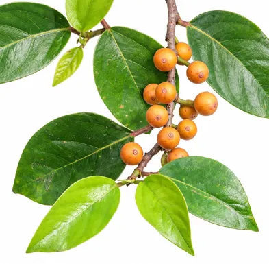 Ficus hederacea fruit / seeds